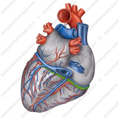 Правая коронарная артерия (arteria coronaria dextra) – вид сзади